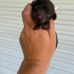 Olof - Chocolate male Cavapoo puppy in 77304, Texas from Little Valley Puppies