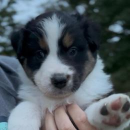 Liberty - Black tri-color female Australian Shepherd puppy in Morrow, Ohio from OakHaven Acres Aussies