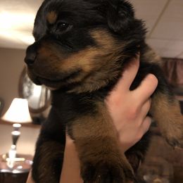 Rottweiler Puppies from RoyaLuxe K9