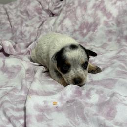 Girl 3 - Blue speckled female Australian Cattle Dog puppy in Concrete, Washington from Back Country Australian Cattle dogs