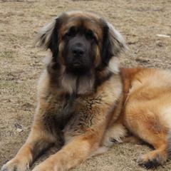 Flora - Leonberger