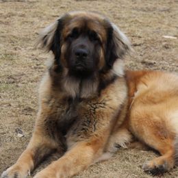 Flora - Leonberger