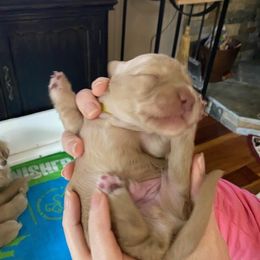 Falco - Cream Dachshund puppy in Virginia Beach, Virginia from Virginia Creams - Dachshunds