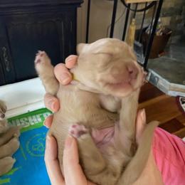 Falco - Cream Dachshund puppy in Virginia Beach, Virginia from Virginia Creams - Dachshunds