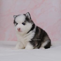 Faye - Gray and white female Pomsky puppy in Loxahatchee, Florida from Cardinal Point Pomskies