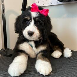 Angelica (Pink collar) - Tri-color female Bernedoodle puppy in Boiling Springs, South Carolina from OlliePups, LLC