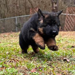 German Shepherd Puppies from Tabor Springs GSD