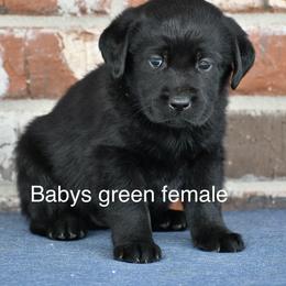 Green female - Black female Labrador Retriever puppy in Mississippi from Sure Shot English Labs