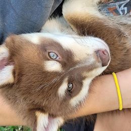 Pomskies from Black Swamp Pomskies