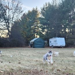 Siberian Husky Puppies from Spirit of the Moon Siberians