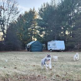 Siberian Husky Puppies from Spirit of the Moon Siberians