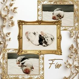 Fizz - Blue merle and white male American Corgi puppy in Fitzhugh, Oklahoma from Elmiphyr Corgis