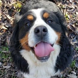 Bernese Mountain Dogs and Golden Retrievers from Bertke AKC Golden Retrievers and Bernese Mountain Dogs