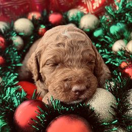 Bliss - Medium - Red  female Goldendoodle puppy in Lancaster, California from Kid's Best Doodle