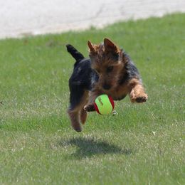 Australian Terrier Puppies from Temora Australian Terriers