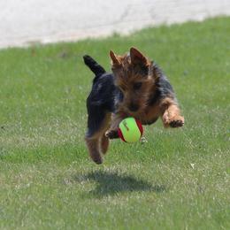 Australian Terrier Puppies from Temora Australian Terriers