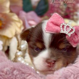 PhaNcee - Chocolate, tan and white female Yorkshire Terrier puppy in Prosper, Texas from DaintyDawlz