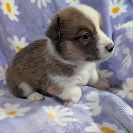 Bo - Blue male Pembroke Welsh Corgi puppy in Bridge City, Texas from Disco Corgis