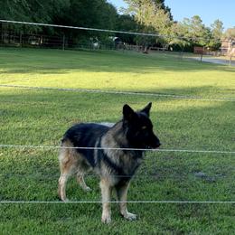 German Shepherd and Miniature American Shepherd Puppies from Bouchard’s Best Shepherds