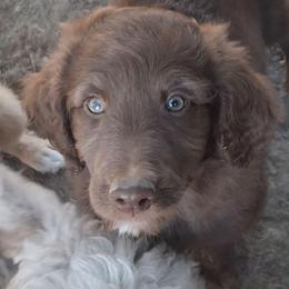 Duke - Brown and white male Aussiedoodle puppy in Grand Saline, Texas from Aussies Acre