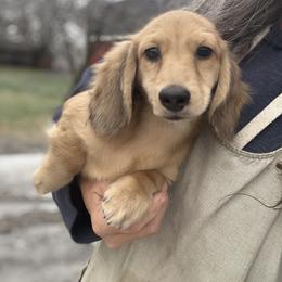 Miny 4500dollars - Cream male Dachshund puppy in Crystal, Michigan from Mare-bella Dachshunds