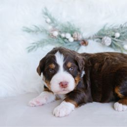 Mable - female Australian Mountain Doodle puppy in Spanish Fork, Utah from K Brand Doodles