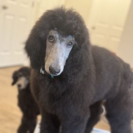 Dutch - Silver Poodle puppy in North Port, Florida from Desert in the South Standard Poodles