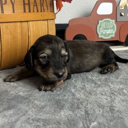 Madison - Cream female Dachshund puppy in Gilbertsville, Kentucky from DeLaunes Dachshunds