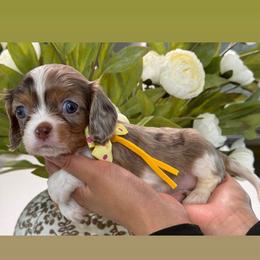 Ramen - Tri-color female Cavalier King Charles Spaniel puppy in Yuciapa, California from AlltheDoodlez_