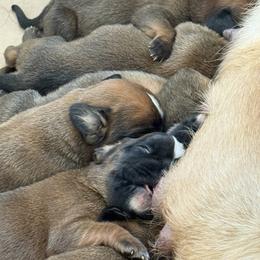 Boxer puppies from Gail's Boxers
