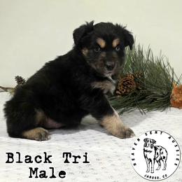 Graham - Black tri male Miniature Australian Shepherd puppy in Jaroso, Colorado from Heaven Sent Aussies
