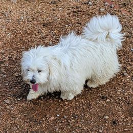 Bionce - Coton de Tulear