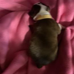 Boy brown - Brindle and white male Boston Terrier puppy in Taylorsville, North Carolina from Jessica's Boston Terriers