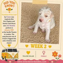Sunshine - Cream female Goldendoodle puppy in Frostproof, Florida from Lover Dover Doodles