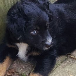 Schroeder - Black tri male Miniature American Shepherd puppy in Philpot, Kentucky from Miller Hill Mini American Shepherds and Mini Aussies