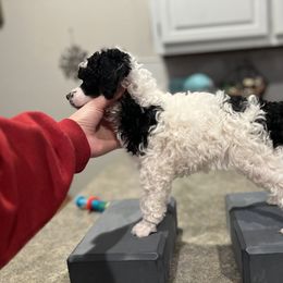 Bernedoodle, Bernese Mountain Dog, Cockapoo, Goldendoodle, and Poodle Puppies from Kallams Bernedoodles & Bernese Mountain Dogs