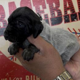 Sandy beige collar - Black roan female German Shorthaired Pointer puppy in Six Mile, South Carolina from The Proper Pointer Co.