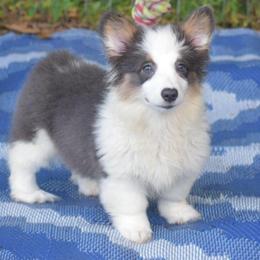 Baby - fluffy - Gray and white female American Corgi puppy in Lithia, Florida from Diamondcrest Inc