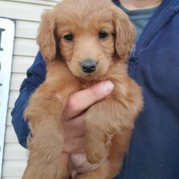 Goldendoodle and Poodle Puppies from Poodle Pups With Principal