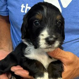 Moose - Tri-color male Bernedoodle puppy in Ferguson, North Carolina from Elevated Standards NC