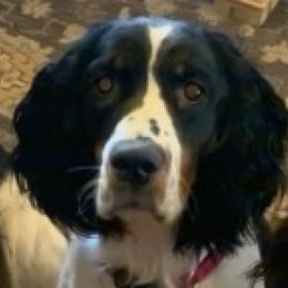Kimmy - English Springer Spaniel