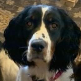 Kimmy - English Springer Spaniel