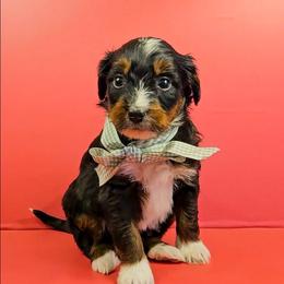 Olaf - Tri-color male Bernedoodle puppy in Russell Springs, Kentucky from 270 Doodles