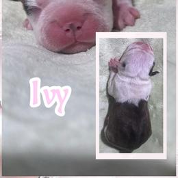 Ivy - Blue female Boston Terrier puppy in Brazos Point, Texas from TX Southern Belle Bostons