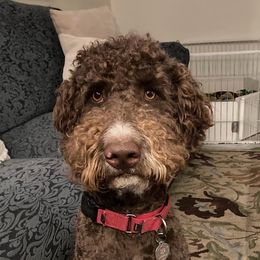 Zeke - Labradoodle