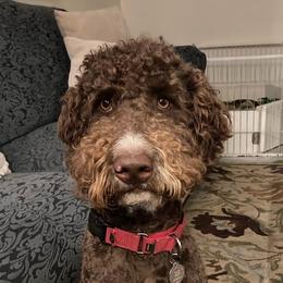 Zeke - Labradoodle