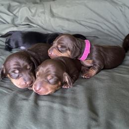 Lennon - Chocolate and tan male Dachshund puppy in Loxahatchee, Florida from Lazy Acres Farm & Long Back Ranch