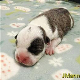 JMann - Blue male American Staffordshire Terrier puppy in Clintwood, Virginia from SkyBlue Kennel