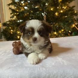 Teeny - Red tri male Miniature Australian Shepherd puppy in Oroville, Washington from High Mountain Aussies