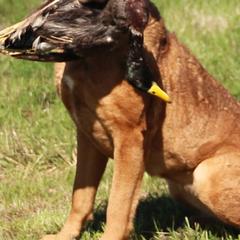 Chesapeake Bay Retrievers from Whispering Oak Chesapeakes